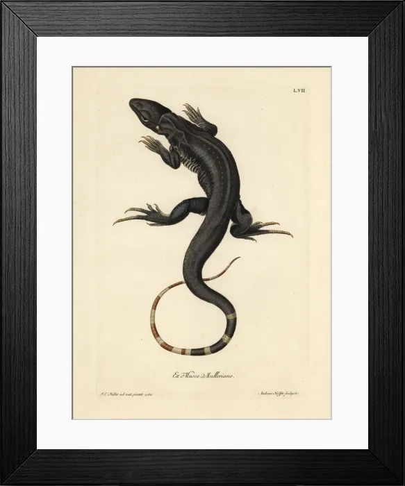 Framed Print : Monitor lizard, Varanus species Framed Print : Monitor lizard, Varanus species
