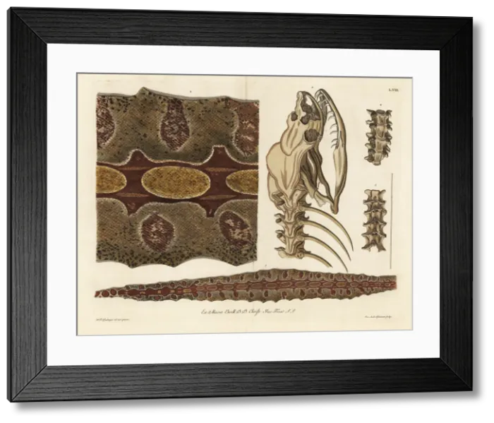 Framed Print : Red-tailed boa skin, skeleton and spine Framed Print : Red-tailed boa skin, skeleton and spine