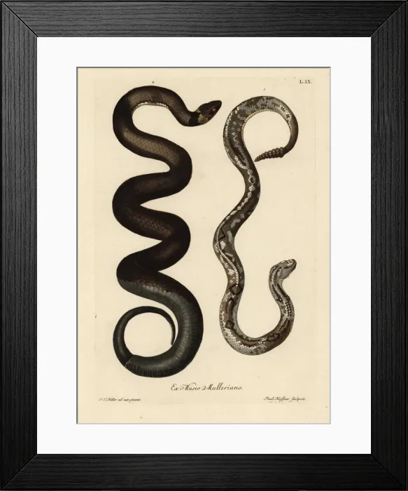 Framed Print : South American rattlesnake, Crotalus durissis Framed Print : South American rattlesnake, Crotalus durissis