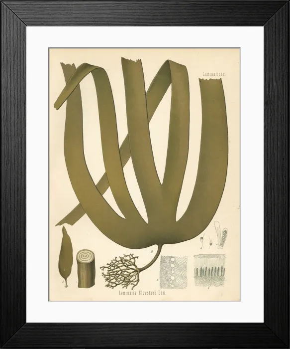 Framed Print : Tangle or cuvie kelp, Laminaria hyperborea Framed Print : Tangle or cuvie kelp, Laminaria hyperborea