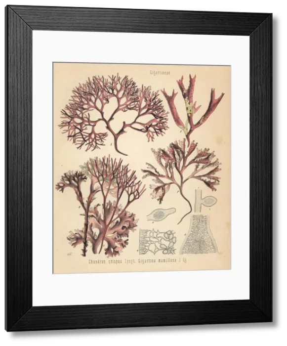 Framed Print : Irish moss and false Irish moss Framed Print : Irish moss and false Irish moss