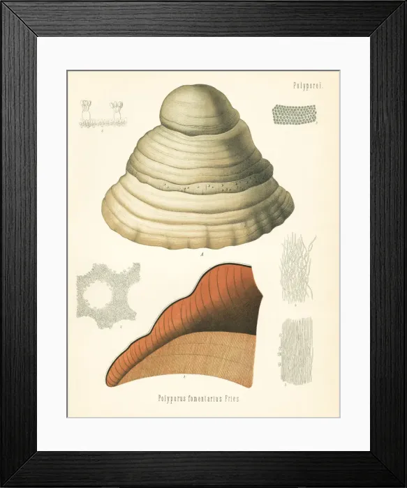Framed Print : Tinder fungus or hoof fungus, Fomes fomentarius Framed Print : Tinder fungus or hoof fungus, Fomes fomentarius