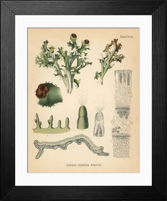 Framed Print : Iceland moss, Cetraria islandica Framed Print : Iceland moss, Cetraria islandica