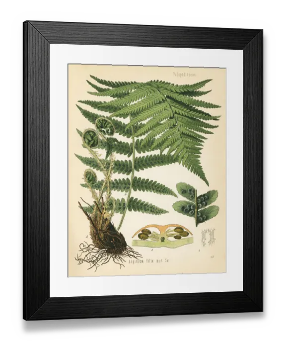 Framed Print : Male fern, Dryopteris filix-mas Framed Print : Male fern, Dryopteris filix-mas