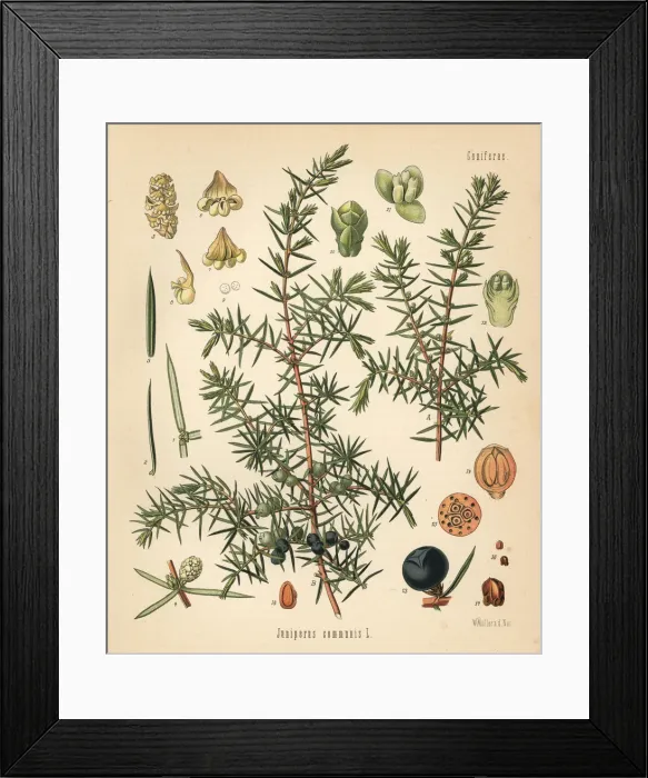 Framed Print : Common juniper, Juniperus communis Framed Print : Common juniper, Juniperus communis