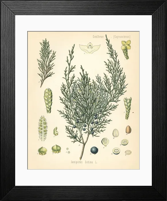 Framed Print : Savin juniper or savin, Juniperus sabina Framed Print : Savin juniper or savin, Juniperus sabina