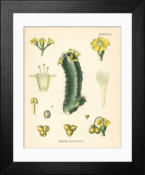 Framed Print : Resin spurge, Euphorbia resinifera Framed Print : Resin spurge, Euphorbia resinifera