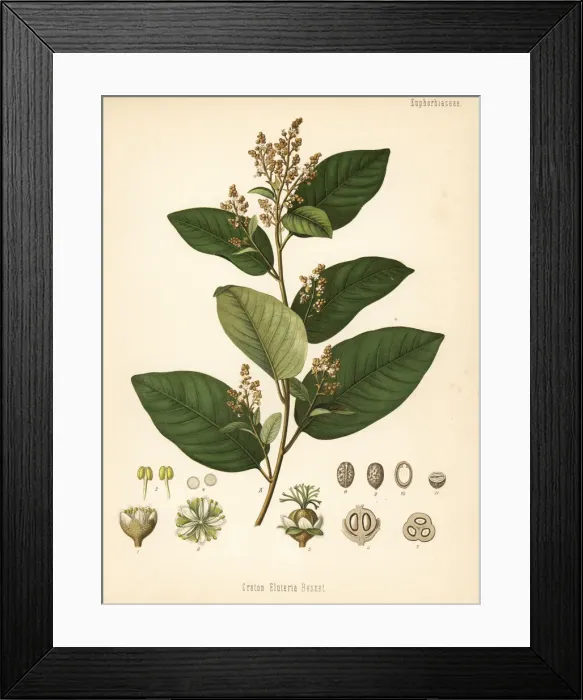 Framed Print : Cascarilla, Croton eluteria Framed Print : Cascarilla, Croton eluteria