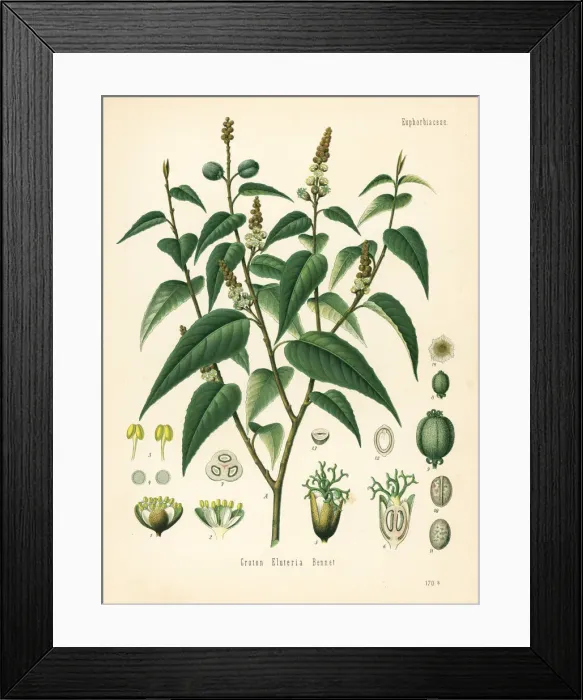 Framed Print : Cascarilla, Croton eluteria Framed Print : Cascarilla, Croton eluteria