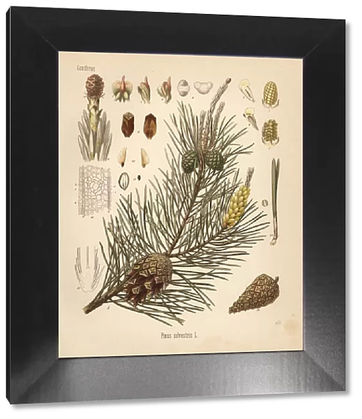 Scotch pine or Scots pine, Pinus sylvestris
