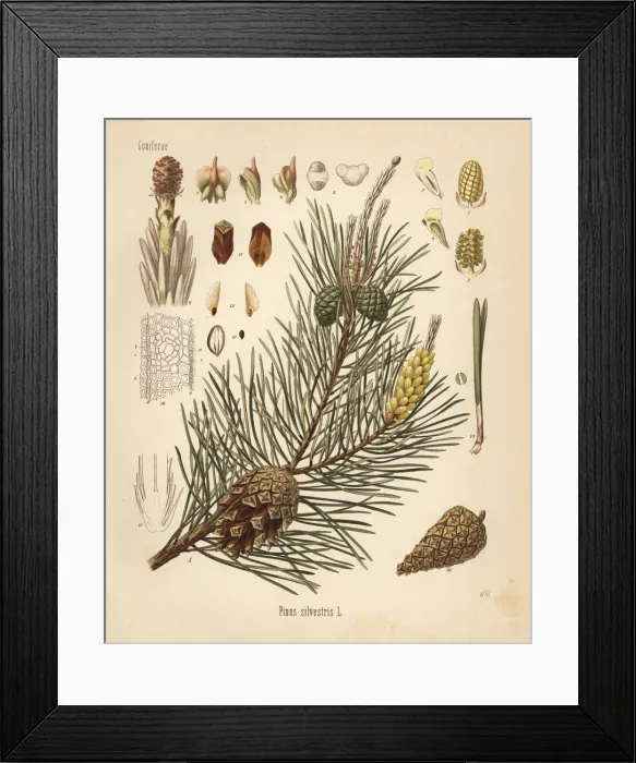 Framed Print : Scotch pine or Scots pine, Pinus sylvestris Framed Print : Scotch pine or Scots pine, Pinus sylvestris