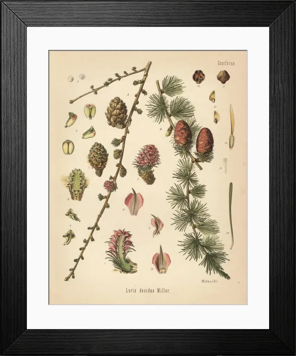 Framed Print : European larch, Larix decidua Framed Print : European larch, Larix decidua