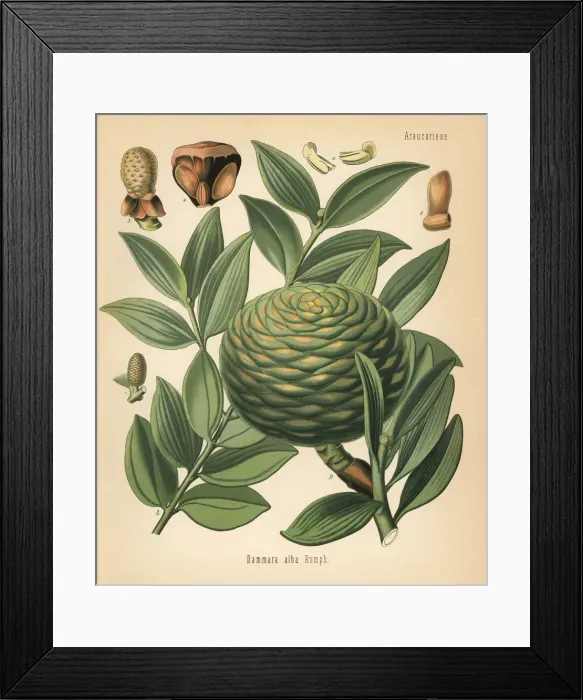 Framed Print : Dammar gum tree, Agathis dammara Framed Print : Dammar gum tree, Agathis dammara