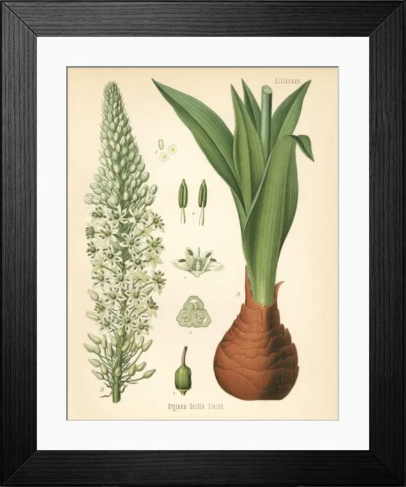 Framed Print : Sea squill or maritime squill, Drimia maritima Framed Print : Sea squill or maritime squill, Drimia maritima