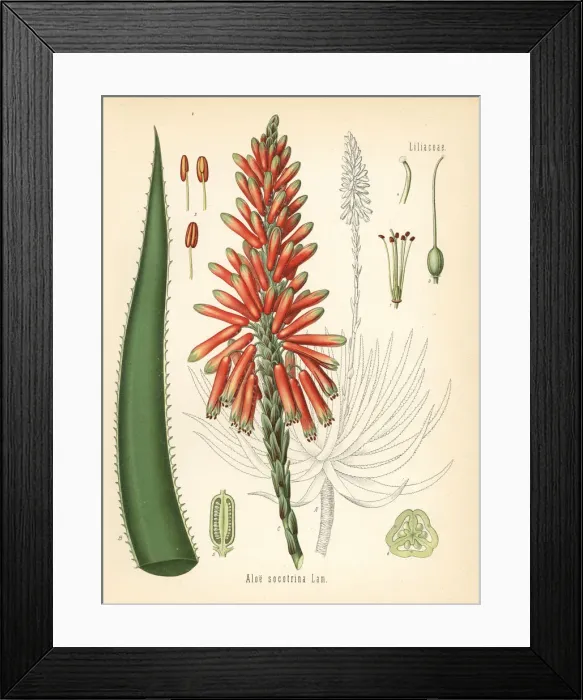 Framed Print : Fynbos aloe, Aloe succotrina Framed Print : Fynbos aloe, Aloe succotrina