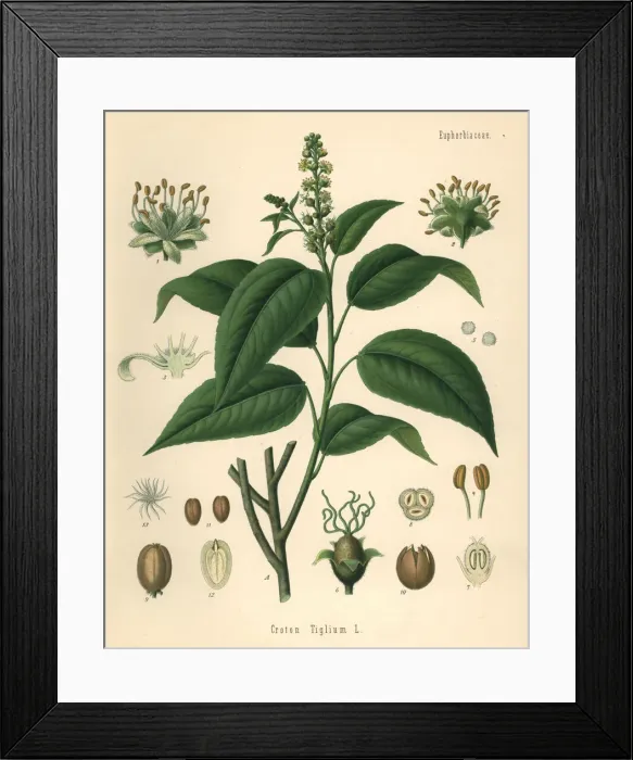 Framed Print : Purging croton, Croton tiglium Framed Print : Purging croton, Croton tiglium