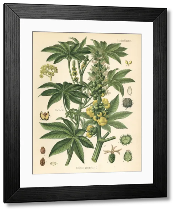 Framed Print : Castor oil plant, Ricinus communis Framed Print : Castor oil plant, Ricinus communis