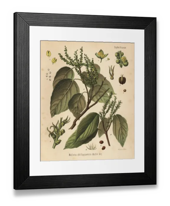 Framed Print : Kamala tree or kumkum tree, Mallotus philippinensis Framed Print : Kamala tree or kumkum tree, Mallotus philippinensis