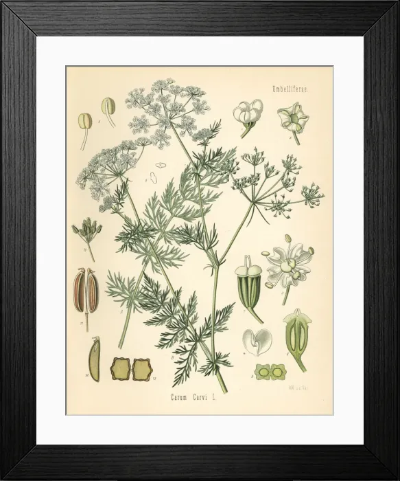 Framed Print : Caraway or Persian cumin, Carum carvi Framed Print : Caraway or Persian cumin, Carum carvi