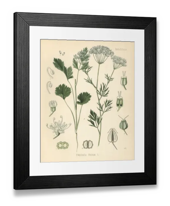 Framed Print : Anise or aniseed, Pimpinella anisum Framed Print : Anise or aniseed, Pimpinella anisum