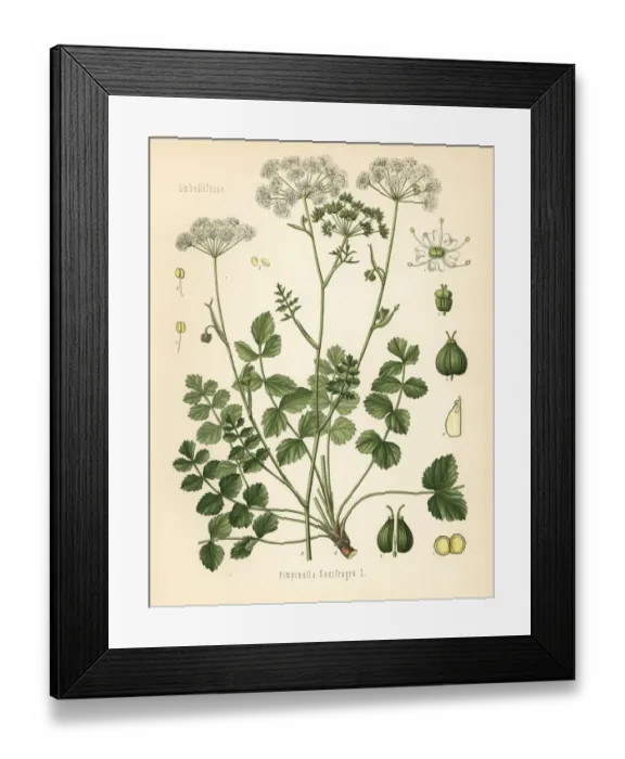 Framed Print : Burnet-saxifrage, Pimpinella saxifraga Framed Print : Burnet-saxifrage, Pimpinella saxifraga