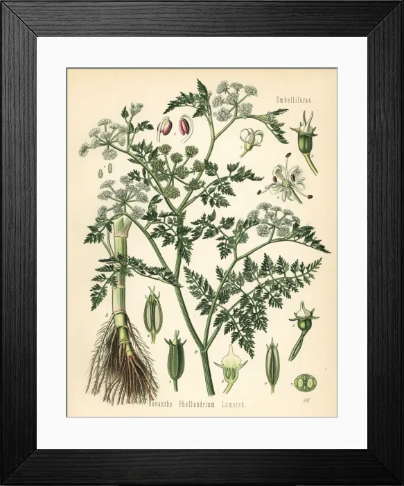 Framed Print : Fine-leafed water dropwort, Oenanthe aquatica Framed Print : Fine-leafed water dropwort, Oenanthe aquatica