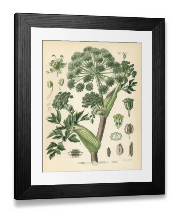 Framed Print : Garden angelica or wild celery, Angelica archangelica Framed Print : Garden angelica or wild celery, Angelica archangelica