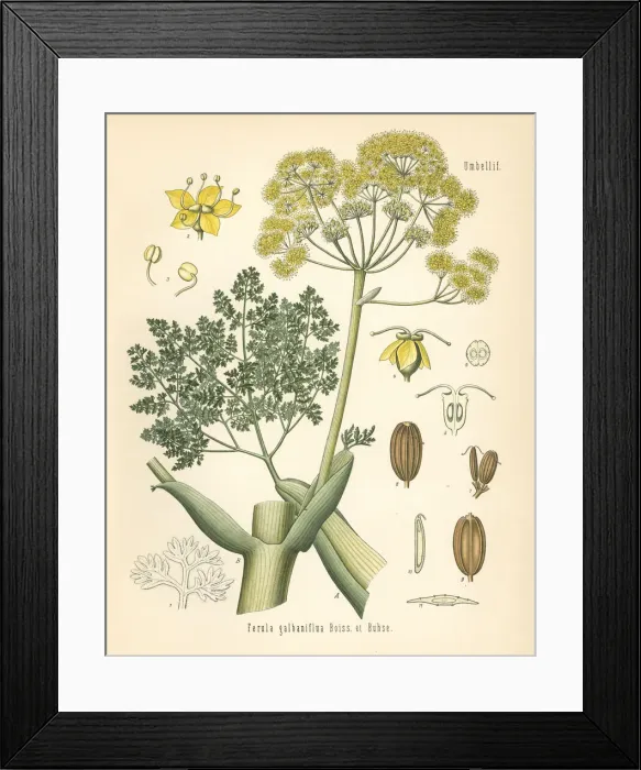 Framed Print : Galbanum, Ferula gummosa Framed Print : Galbanum, Ferula gummosa