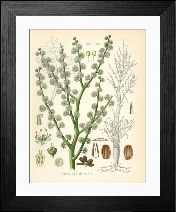Framed Print : Ammoniacum or gum ammoniac, Dorema ammoniacum Framed Print : Ammoniacum or gum ammoniac, Dorema ammoniacum