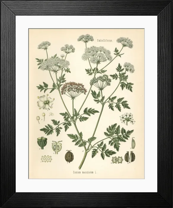 Framed Print : Poison hemlock, Conium maculatum Framed Print : Poison hemlock, Conium maculatum
