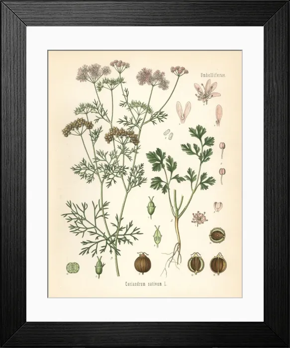 Framed Print : Coriander, Coriandrum sativum Framed Print : Coriander, Coriandrum sativum