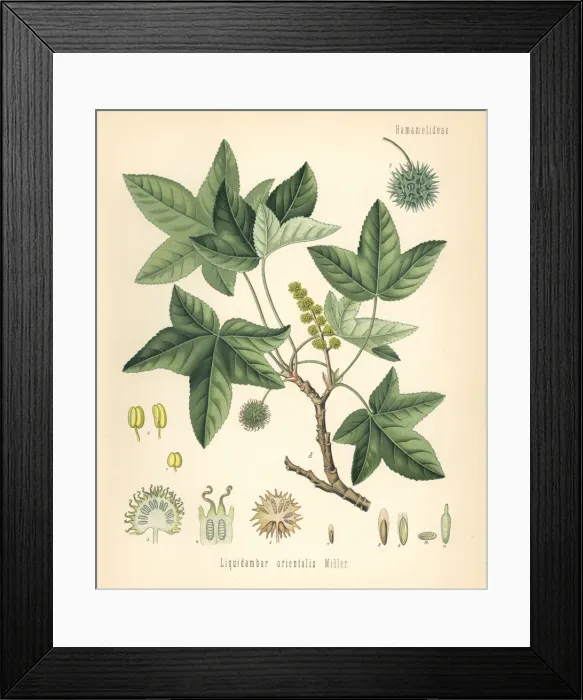 Framed Print : Oriental sweetgum or Turkish sweetgum, Liquidambar Framed Print : Oriental sweetgum or Turkish sweetgum, Liquidambar