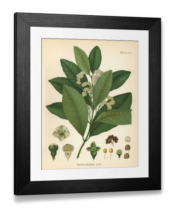 Framed Print : Allspice or Jamaica pepper, Pimenta officinalis Framed Print : Allspice or Jamaica pepper, Pimenta officinalis