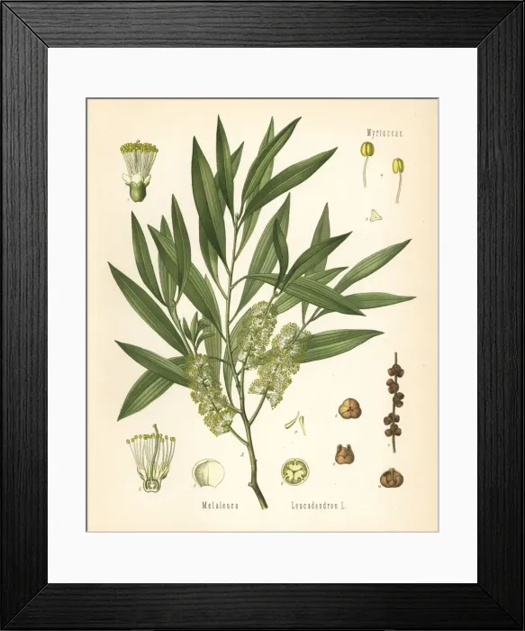 Framed Print : Cajuput or white samet, Melaleuca cajuputi Framed Print : Cajuput or white samet, Melaleuca cajuputi