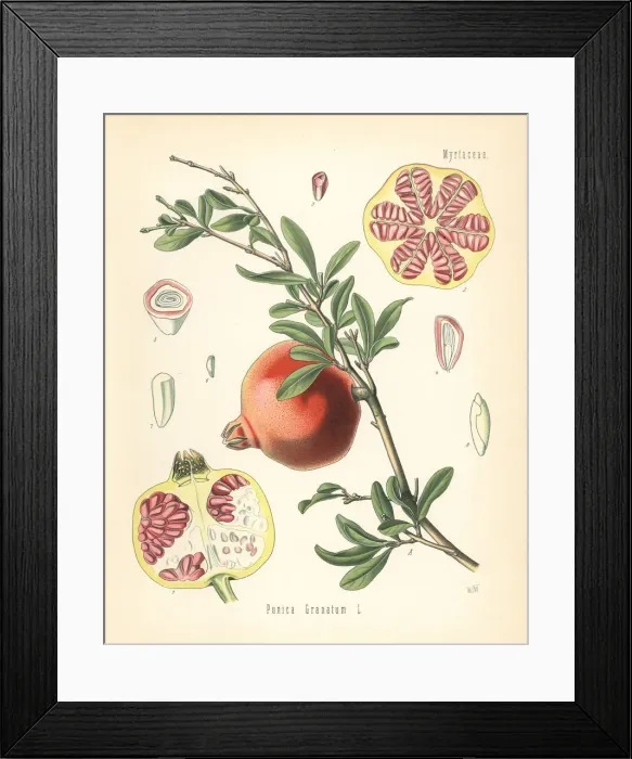 Framed Print : Pomegranate, Punica granatum Framed Print : Pomegranate, Punica granatum