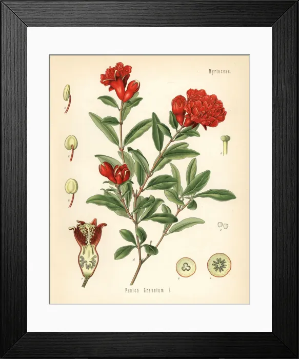 Framed Print : Pomegranate, Punica granatum Framed Print : Pomegranate, Punica granatum