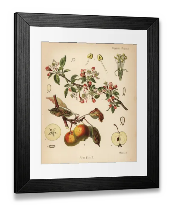 Framed Print : Apple tree, Malus domestica Framed Print : Apple tree, Malus domestica