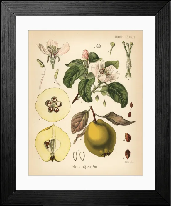 Framed Print : Quince, Cydonia oblonga Framed Print : Quince, Cydonia oblonga
