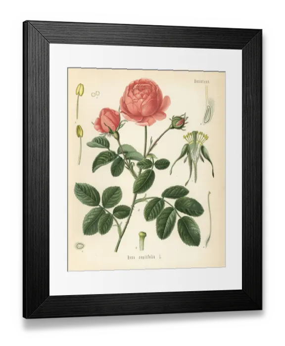 Framed Print : Pale rose, Rosa centifolia Framed Print : Pale rose, Rosa centifolia