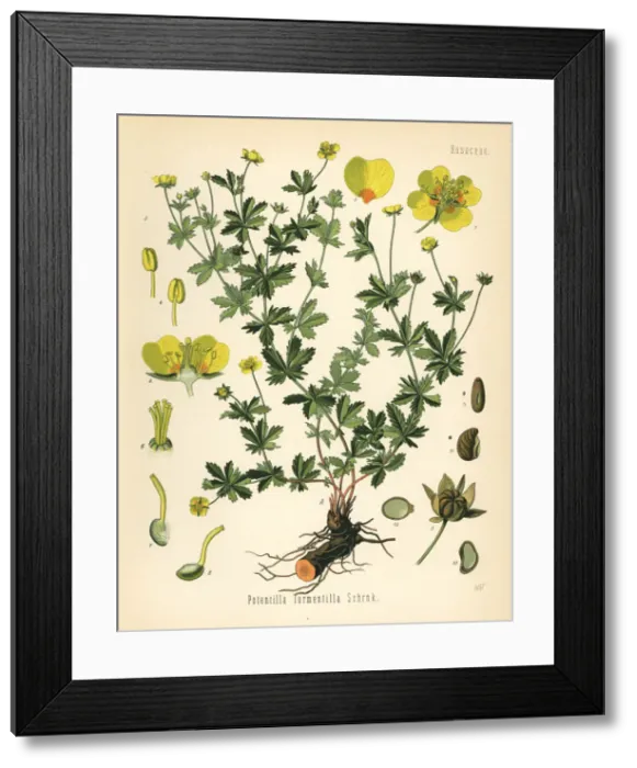 Framed Print : Tormentil, septfoil or erect cinquefoil, Potentilla Framed Print : Tormentil, septfoil or erect cinquefoil, Potentilla