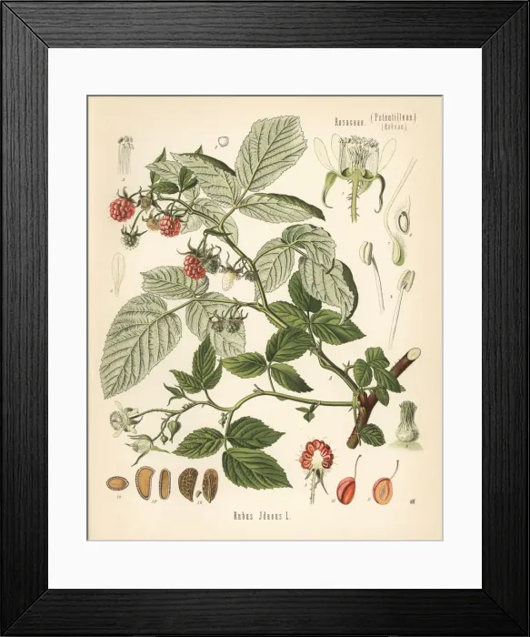 Framed Print : Raspberry, Rubus idaeus