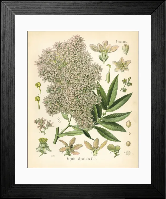 Framed Print : African redwood or kousso, Hagenia abyssinica Framed Print : African redwood or kousso, Hagenia abyssinica