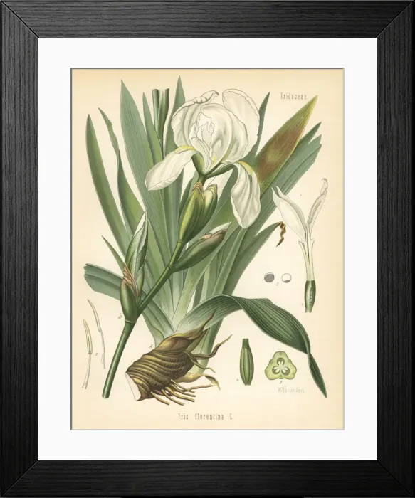 Framed Print : White flag, Iris x germanica. White flag Framed Print : White flag, Iris x germanica. White flag