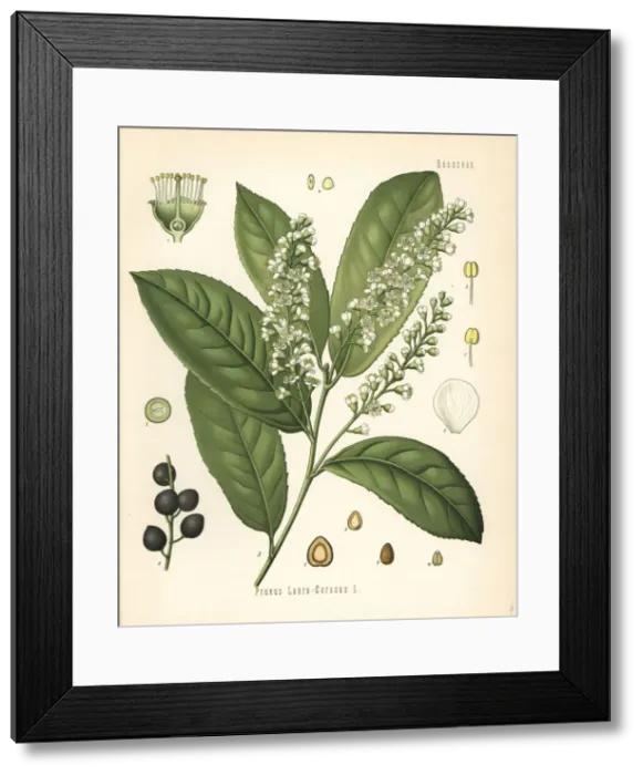Framed Print : Cherry laurel or common laurel, Prunus laurocerasus Framed Print : Cherry laurel or common laurel, Prunus laurocerasus