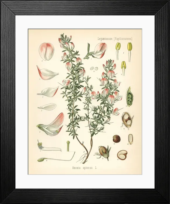 Framed Print : Spiny restharrow, Ononis spinosa Framed Print : Spiny restharrow, Ononis spinosa