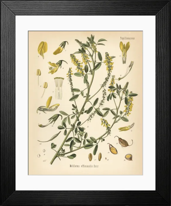 Framed Print : Tall yellow sweetclover or tall melilot, Melilotus Framed Print : Tall yellow sweetclover or tall melilot, Melilotus