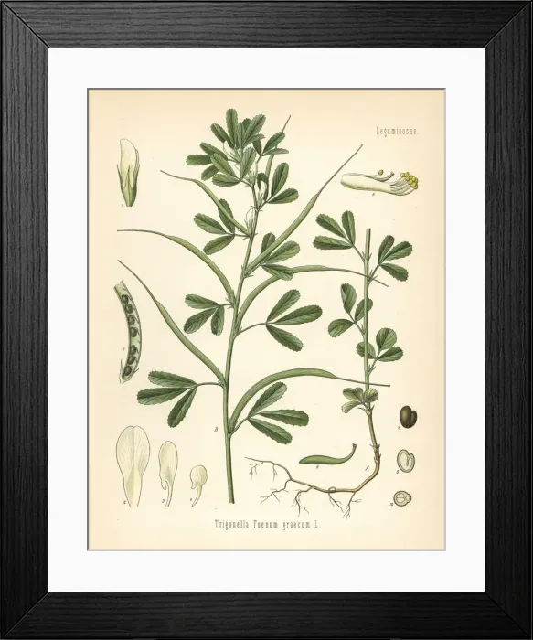 Framed Print : Fenugreek, Trigonella foenum-graecum Framed Print : Fenugreek, Trigonella foenum-graecum