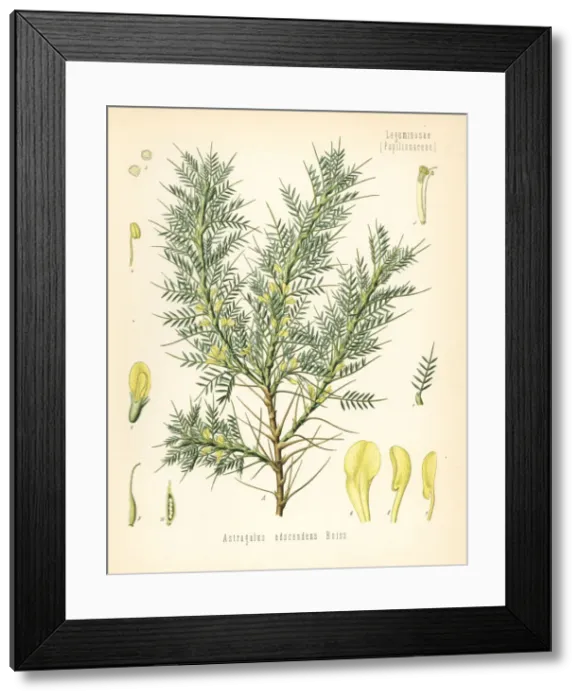 Framed Print : Persian manna or tragacanth, Astracantha adscendens Framed Print : Persian manna or tragacanth, Astracantha adscendens