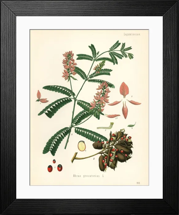 Framed Print : Indian licorice, Abrus precatorius Framed Print : Indian licorice, Abrus precatorius