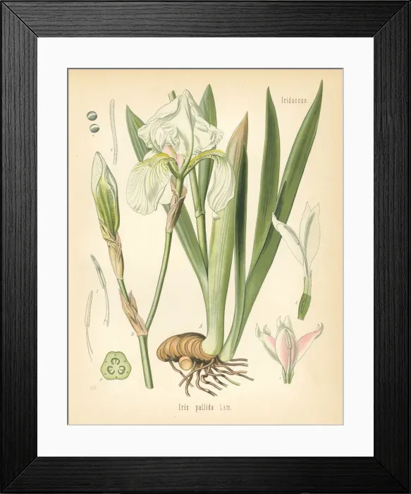 Framed Print : Dalmatian iris or sweet iris, Iris pallida Framed Print : Dalmatian iris or sweet iris, Iris pallida
